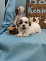 Charm bear, a male Shichon for sale in DeKalb, IL – 4 of 4