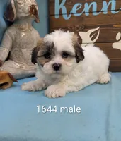 Charm bear, a male Shichon for sale in DeKalb, IL – 1 of 4