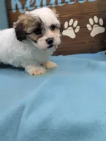 Charm bear, a male Shichon for sale in DeKalb, IL – 2 of 4