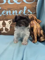 Schnoodle, a male Schnoodle for sale in DeKalb, IL – 2 of 5
