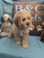 Dollface, a male Cocker Spaniel and Poodle - Toy  for sale in DeKalb, IL – Photo 2 of 3