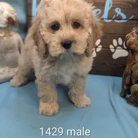 Dollface, a male Cocker Spaniel and Poodle - Toy  for sale in DeKalb, IL – Photo 1 of 3