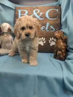 Dollface, a male Cocker Spaniel and Poodle - Toy  for sale in DeKalb, IL – Photo 3 of 3