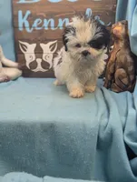 Teddybear, a female Shichon for sale in DeKalb, IL – 2 of 3