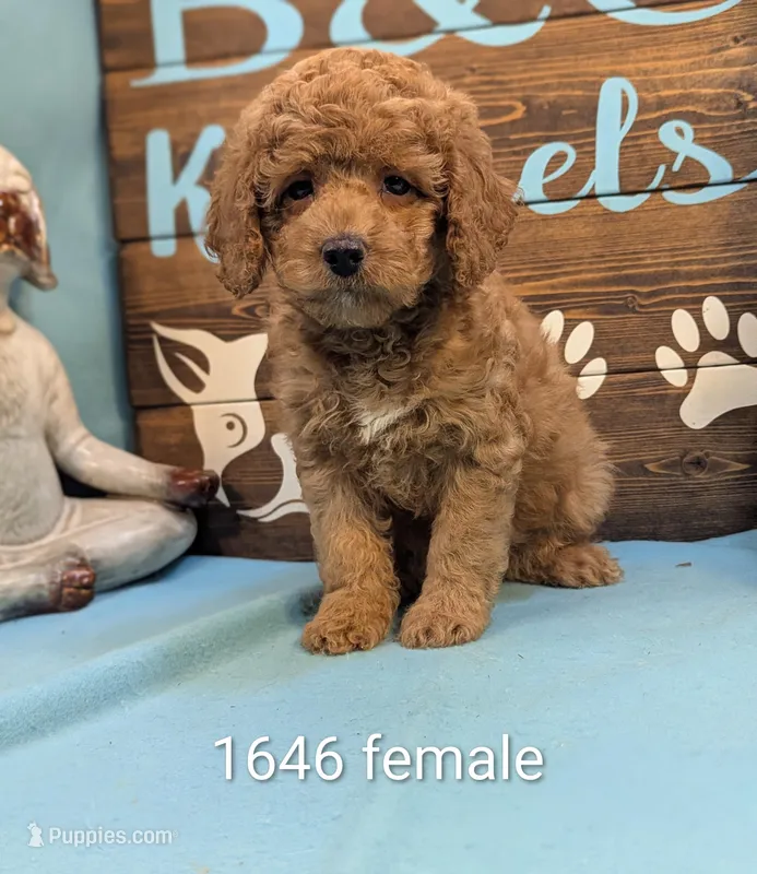 Mini Poodle – Poodle - Miniature  puppy for sale in DeKalb, IL