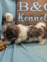 Teddybear, a male Shichon for sale in DeKalb, IL – 2 of 3