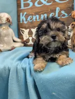 A DOLL ABLE, a male Bichon Frise and Yorkshire Terrier for sale in DeKalb, IL – 2 of 3