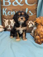 Cavadoodle, a male Cavapoo for sale in DeKalb, IL – 4 of 4