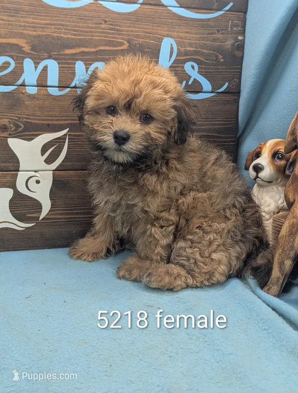 Teddybear – Bichon Frise, Shih Tzu puppy for sale in DeKalb, IL