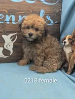 Teddybear, a female Bichon Frise and Shih Tzu for sale in DeKalb, IL – 1 of 1