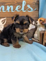 Mr Yorkie, a male Yorkshire Terrier for sale in DeKalb, IL – 3 of 3