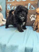 Prince, a male Shihpoo for sale in DeKalb, IL – 2 of 3
