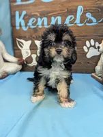 Cavadoodle, a female Cavapoo for sale in DeKalb, IL – 3 of 4