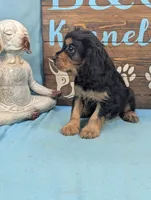 King Charles, a male Cavalier King Charles Spaniel for sale in DeKalb, IL – 2 of 3