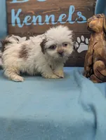 Teddybear, a male Shichon for sale in DeKalb, IL – 3 of 3