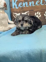 Ms Morkie, a female Morkie for sale in DeKalb, IL – 2 of 3