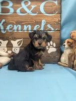 Mr Yorkie, a male Yorkshire Terrier for sale in DeKalb, IL – Photo 3 of 3