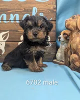 Mr Yorkie, a male Yorkshire Terrier for sale in DeKalb, IL – Photo 1 of 3