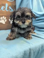 Ms Morkie, a female Morkie for sale in DeKalb, IL – 2 of 3