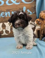Schnoodle, a female Schnoodle for sale in DeKalb, IL – 1 of 1