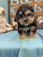 A DOLL ABLE, a female Bichon Frise and Yorkshire Terrier for sale in DeKalb, IL – 4 of 4