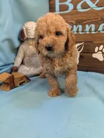 Gold baby, a female Miniature Goldendoodle for sale in DeKalb, IL – 2 of 3
