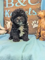 Prince, a male Shihpoo for sale in DeKalb, IL – 4 of 4
