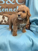 Gold baby, a male Miniature Goldendoodle for sale in DeKalb, IL – 2 of 3