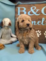 Gold baby, a female Miniature Goldendoodle for sale in DeKalb, IL – 3 of 3