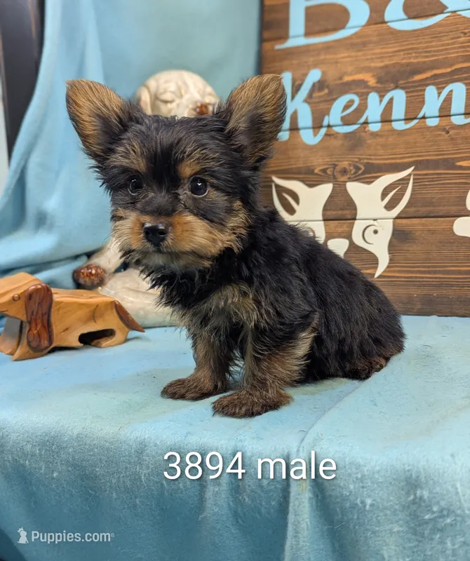 Mr Yorkie – Yorkshire Terrier puppy for sale in DeKalb, IL