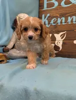 Cavadoodle, a female Cavapoo for sale in DeKalb, IL – 2 of 4