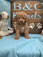 Gold baby, a male Miniature Goldendoodle for sale in DeKalb, IL – 2 of 3