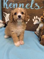 Cavadoodle, a female Cavapoo for sale in DeKalb, IL – 4 of 4
