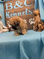 Prince Shih Tzu , a male Shih Tzu for sale in DeKalb, IL – 2 of 3