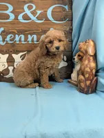 Toy Cockapoo , a female Cocker Spaniel and Poodle - Toy  for sale in DeKalb, IL – 2 of 3