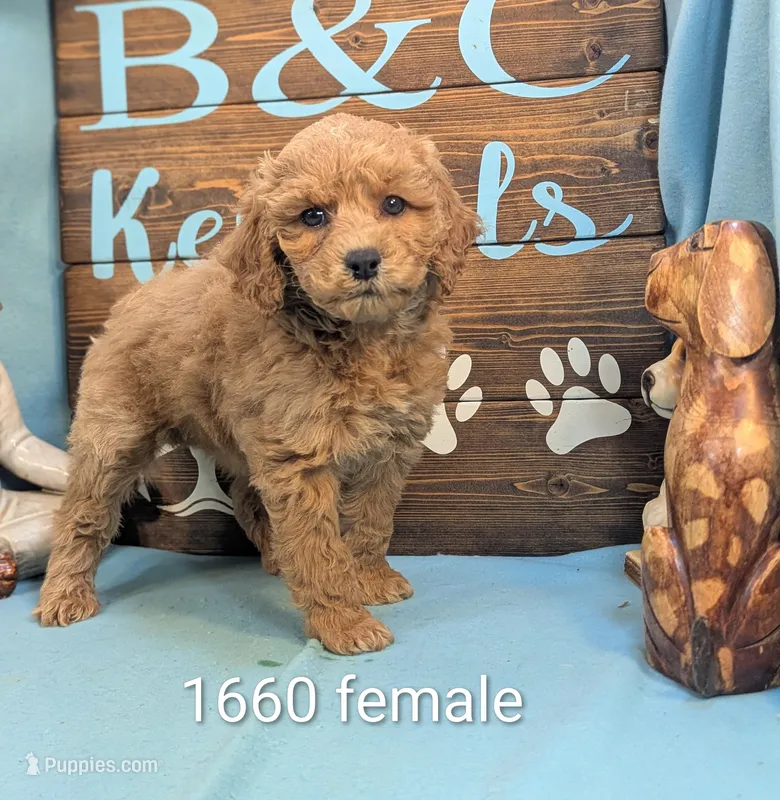 Cockapoo  – Cocker Spaniel, Poodle - Toy  puppy for sale in DeKalb, IL