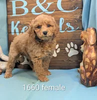 Toy Cockapoo , a female Cocker Spaniel and Poodle - Toy  for sale in DeKalb, IL – 1 of 3