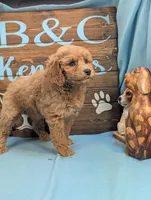 Toy Cockapoo , a female Cocker Spaniel and Poodle - Toy  for sale in DeKalb, IL – 3 of 3