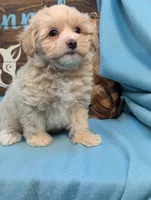 Princess Maltipoo, a female Maltipoo for sale in DeKalb, IL – 3 of 4