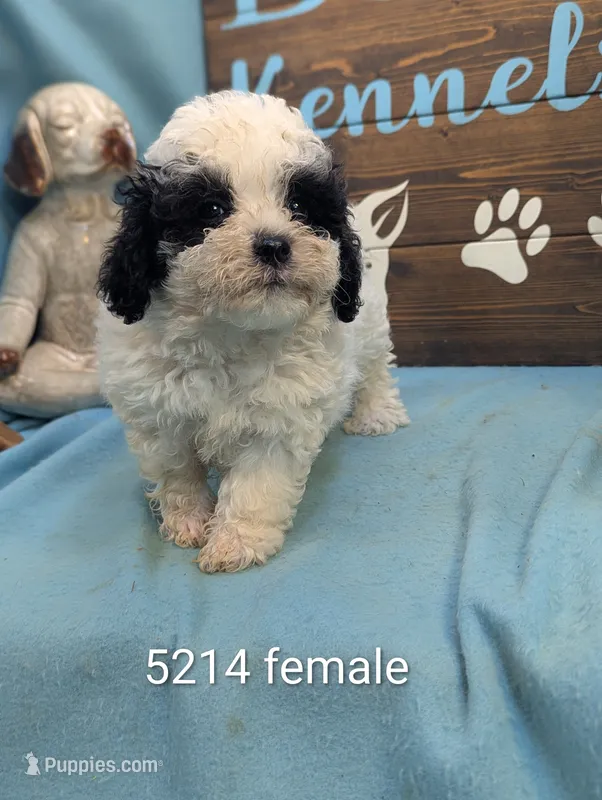 Bich-a-Poo – Bichon Frise, Poodle - Toy  puppy for sale in DeKalb, IL