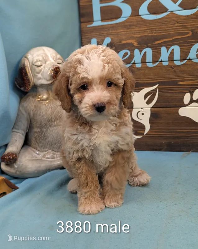 Mini Poodle – Poodle - Miniature  puppy for sale in DeKalb, IL