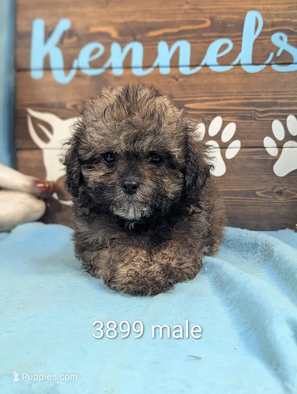 Prince – Shihpoo puppy for sale in DeKalb, IL