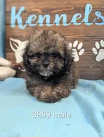 Prince, a male Shihpoo for sale in DeKalb, IL – 1 of 1