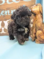 Prince Shih Tzu , a male Shih Tzu for sale in DeKalb, IL – 5 of 5