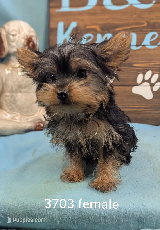 Yorkie – Yorkshire Terrier puppy for sale in DeKalb, IL