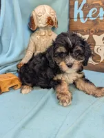 Cavadoodle, a female Cavapoo for sale in DeKalb, IL – 2 of 3