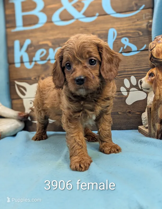 Cavadoo Cutie – Cavapoo puppy for sale in DeKalb, IL