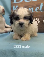 Teddybear, a male Bichon Frise and Shih Tzu for sale in DeKalb, IL – 1 of 1