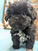Prince Shih Tzu , a male Shih Tzu for sale in DeKalb, IL – 4 of 5