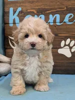 Princess Maltipoo, a female Maltipoo for sale in DeKalb, IL – 3 of 4